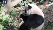 新加坡欢送大熊猫叻叻